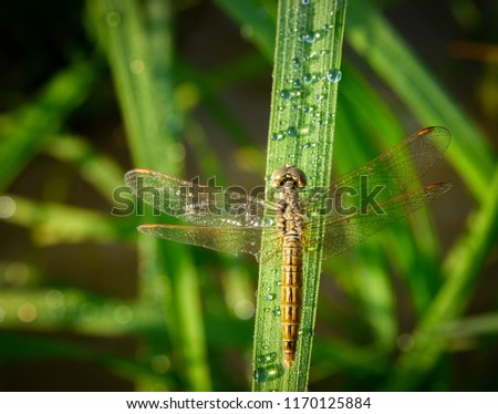 Beautiful macro picture of a beautiful dragonfly on the stem.