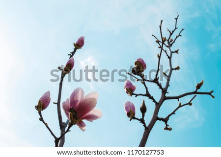 Beautiful magnolia flowers close up, low angle shot. Floral spring background. Magnolia tree in bloom on a spring warm and sunny afternoon. Against blue sky.
