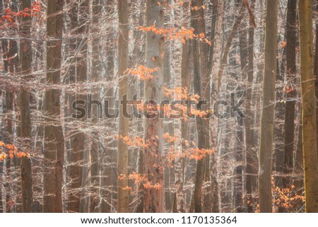 Natural forest background for wallpaper, beautiful early spring tree trunks and branches in sunlight