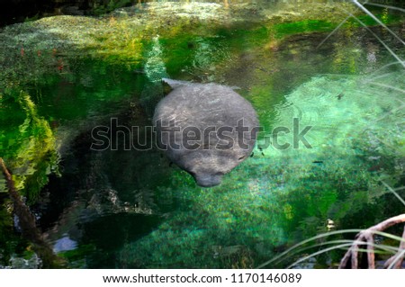 Manatees in clear water 