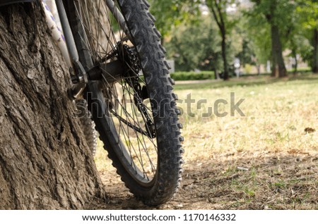 Bicycle propped on a tree. Bicycle tire