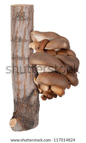 Oyster mushrooms on a tree stump