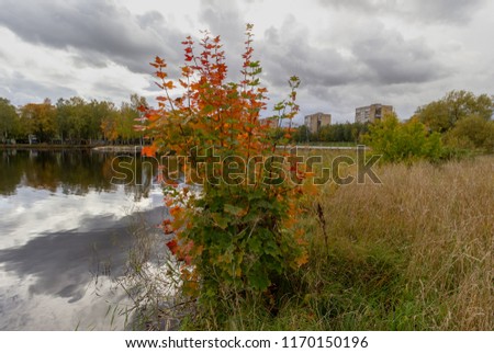 Beautiful cloudy autumn day landscape near the river, on the shore of which there is a shrub with bright red leaves.