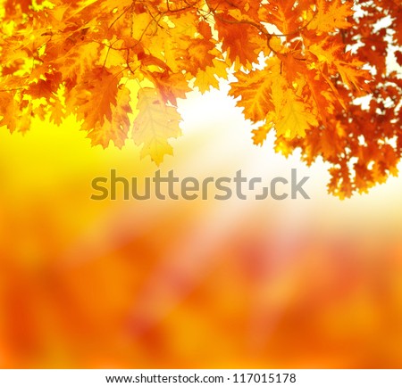 beautiful autumn background colored leaves orange red yellow on a tree branch and sunlight