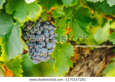 Vine Grape France