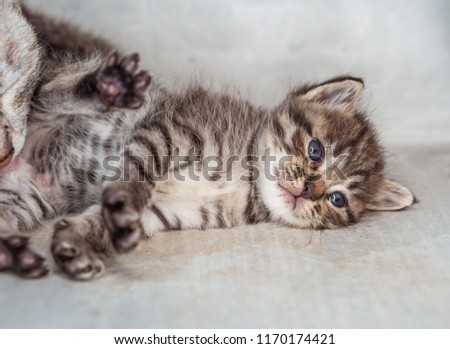 Beautiful gray kitten with mom cat  mom indoors over gray wall background