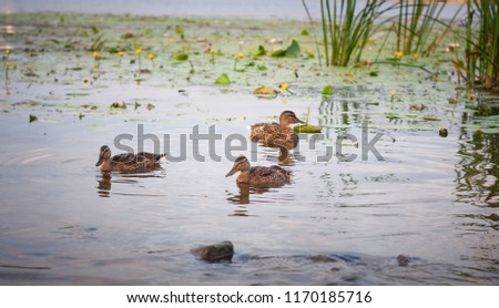Duck with a group of ducks swimming on the lake. Horizontal picture. Lots of space for text. Photo taken during sunset