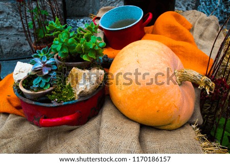 Home-grown autumn pumpkin in a family garden with a pot