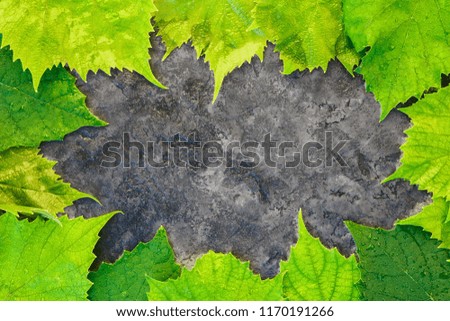 Fresh garden leaves grapes organic gardening background concept crop ecology summer autumn spring Leaf texture green natural macro layout closeup toned