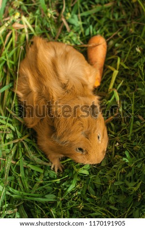 Red Abyssinian rosette guinea pig sits in a box with grass