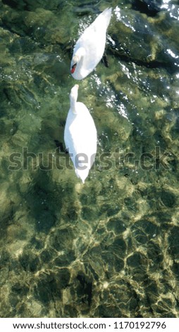 Aerial photo of swan couple swimming in emerald clear water sea