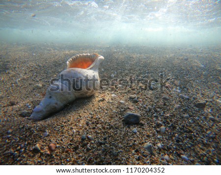Underwater photo of sea shell on a tropical caribbean coral reef with wavy emerald sea above