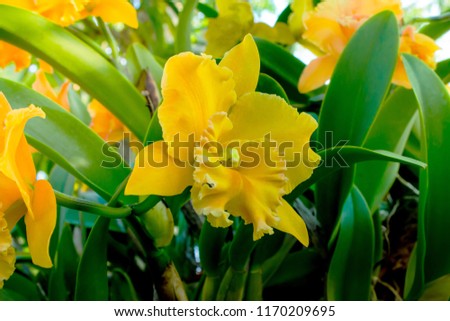 Yellow cattleya orchid flower with long leaves, Pictures of flowers in the garden.