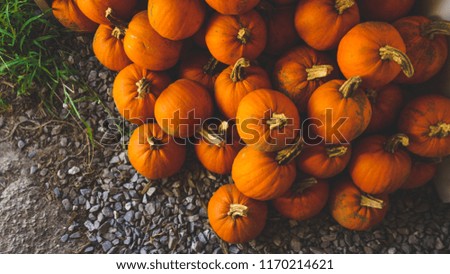 Pumpkins in a pumpkin patch autumn, halloween