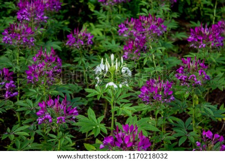 White spider flower in the middle of Purple Spider, Pictures of flowers in the garden.