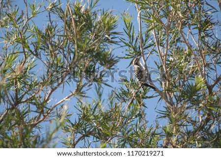 Bird and Tree Natural photography