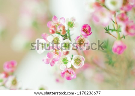 Delicate colors, pleasant shades of wildflowers, white and pink. Beautiful bouquet of flowers on the table. Closeup of blossoming buds of plants. Greeting card background.