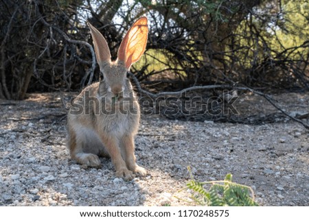 Wild juvenile desert cotton tail rabbit eating mesquite leaves. Tucson, Arizona, August 2018.