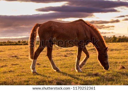 Brown horse grazing on pasture in the sunset light. Bay horse with beautiful mane on english countryside. Bay colt on a green field.  Royalty-Free Stock Photo #1170252361