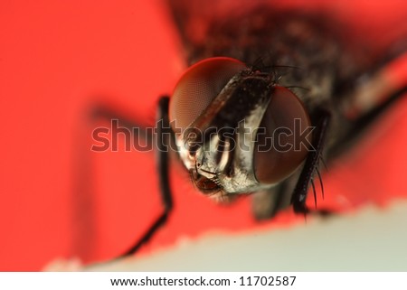 Extreme close up of housefly head