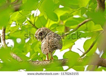 Spotted owlet on branch, Thailand
