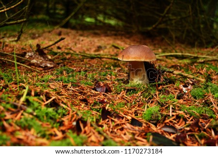 Nice healthy edible autumn mushroom (Boletus edulis) on forest floor