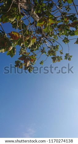 Magetan, Indonesia - September 2nd 2018 - Photo of the Jati Tree or Tectona Grandis from under the tree show the branches and blue sky.