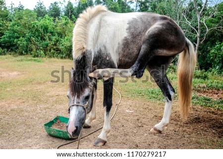 Borneo white horse