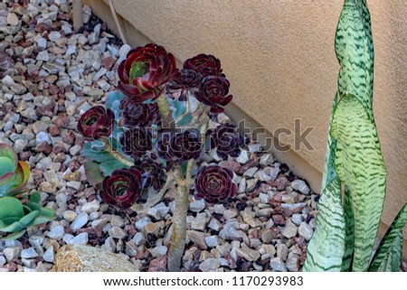 Dark Purple Succulent
