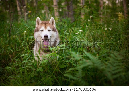 Portrait of beautiful siberian husky dog with brown eyes sitting in green fern grass in the forest at sunset