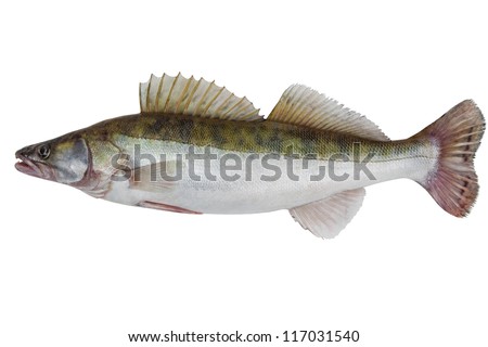 Large fresh pike perch isolated on a white background Royalty-Free Stock Photo #117031540