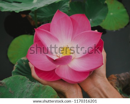 Hand holding Pink Lotus .