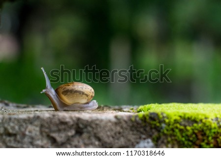 Snails are walking on concrete floors. Has a natural green background that melts the blur. It is a perfect picture. Victory Path