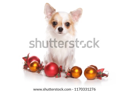 Puppy dog chihuahua and fur-tree toys for the new year (isolated on white)