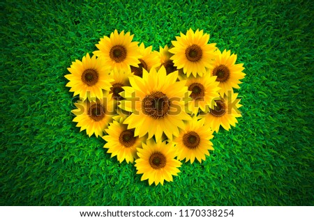 Heart shape with sunflowers on green grass meadow background, top view.