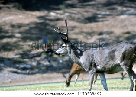 Deer on a Monterey Field
