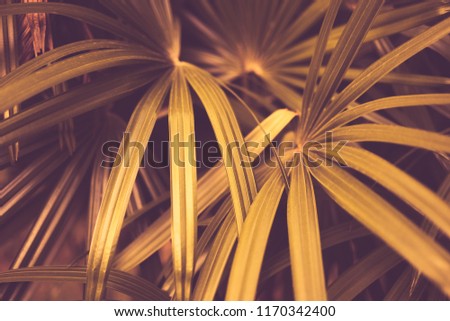 Yellow palm leaf pattern texture abstract background. Copy space for graphic design tropical summer concept. Vintage tone filter effect color style.