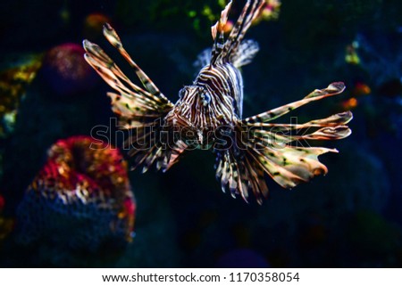 Lion fish in aquarium