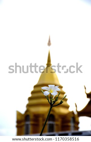 Tropical frangipani (plumeria) flowers on Thai temple background, White flower.

