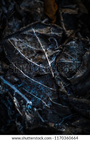 single burnt leaf with dark