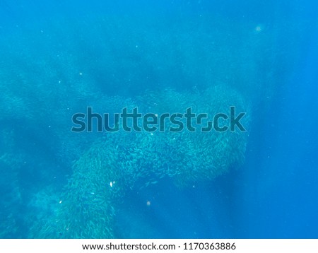 Sardine shoal in open sea water. Massive fish school underwater photo. Pelagic fish carousel swimming in seawater. Saltwater mackerel shoal. Oceanic wildlife. Sea sardines in ocean