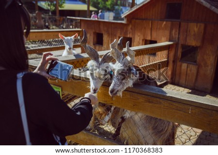young woman feeding animals and taking picture. goat close up. zoo life. farming