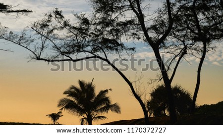 Silhouette tree in sunset time with twilight sky background