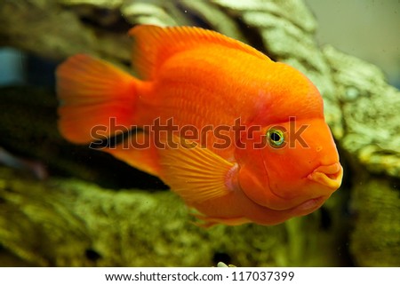 Tropical freshwater aquarium with big red fish