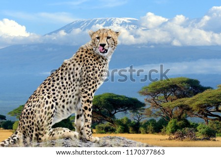 Wild african cheetah on Kilimanjaro mount background. Africa, Kenya