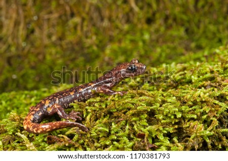 Speleomantes strinatii (North-west Italian cave salamander)