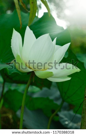 The white lotus in the morning, fresh air and a drop down.

