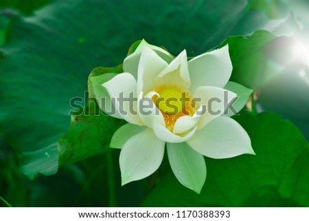 The white lotus in the morning, fresh air and a drop down.
