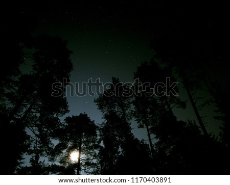 starry sky over the pines and the rising moon   .starry sky and moon  
