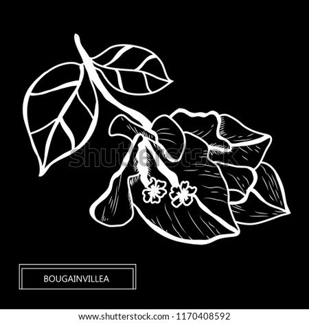 Decorative bougainvillea flowers, design elements. Can be used for cards, invitations, banners, posters, print design. Floral background in line art style